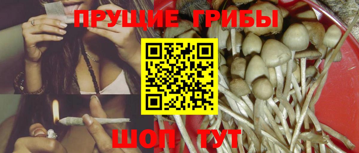 Псилоцибиновые грибы Psilocybine cubensis Десногорск